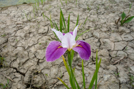 玉蟬花和干涸的土地