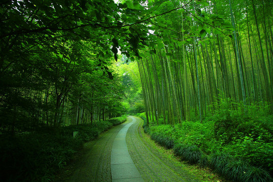 竹林小道