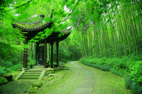 竹林小道