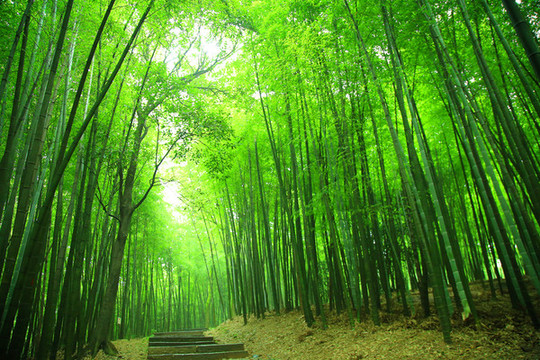 竹林小道