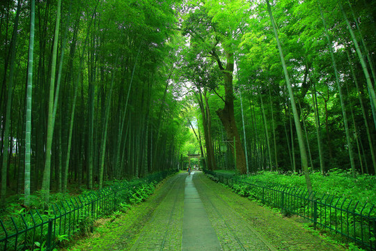 竹林小道