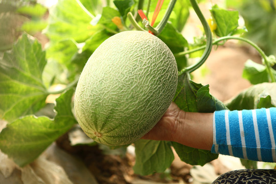 西州蜜哈密瓜