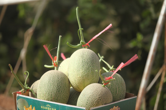 西州蜜哈密瓜