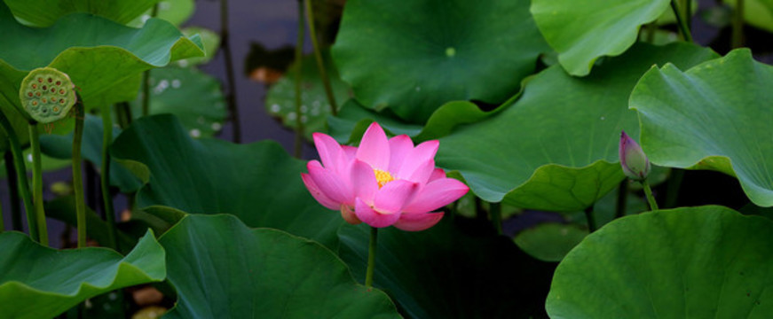 荷花