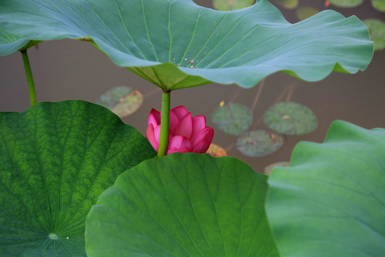 葉下荷花