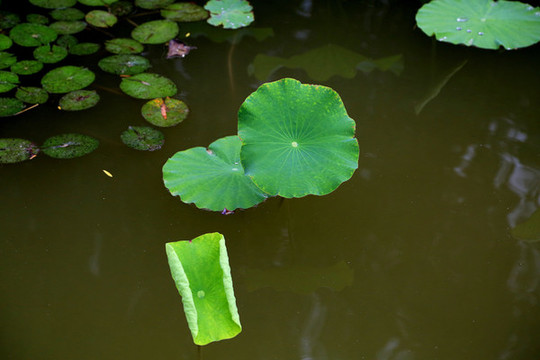 荷塘
