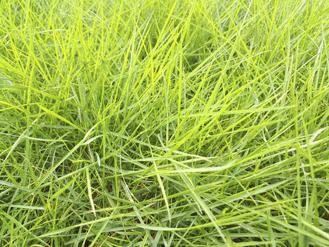 綠草拍攝