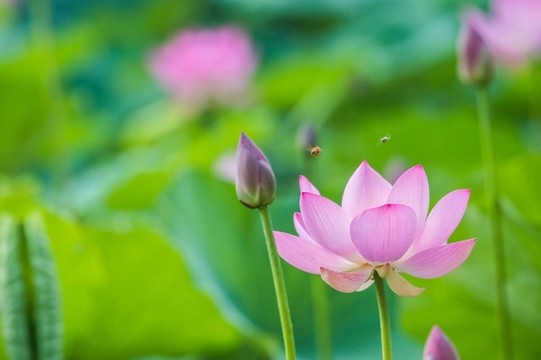 荷花精靈舞動(dòng)盛夏