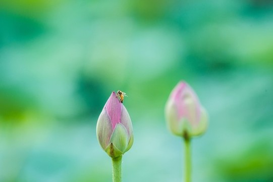荷花精靈舞動(dòng)盛夏