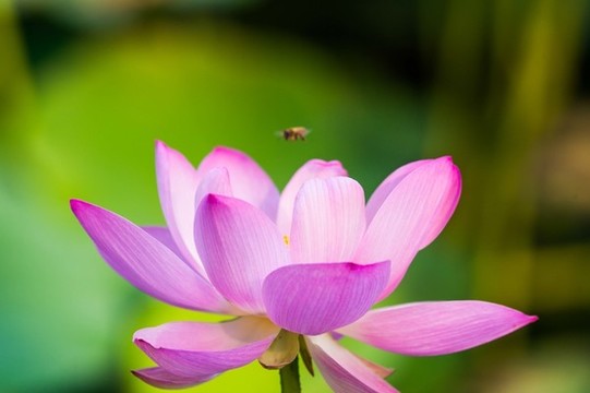 荷花精靈舞動(dòng)盛夏