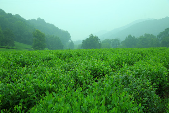 茶園