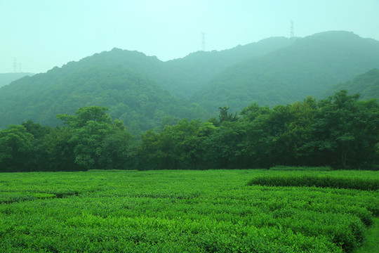 茶園