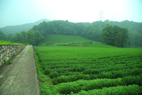 茶園
