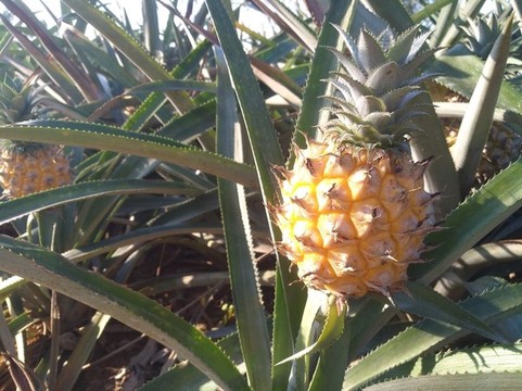 菠蘿