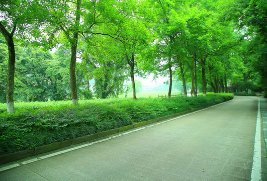 林蔭公路