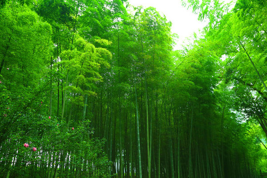 竹林