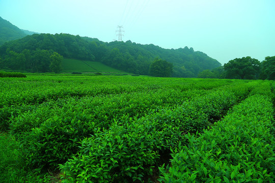 茶園