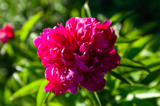 花開(kāi)富貴