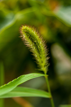 狗尾巴草