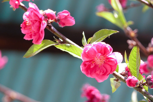 桃花開(kāi)
