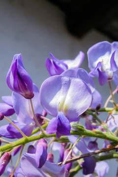 紫藤花
