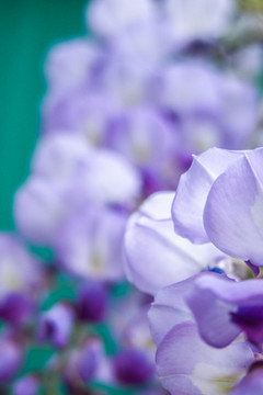 紫藤花