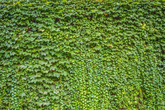 綠植墻高清大圖