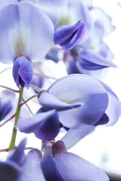 紫藤花