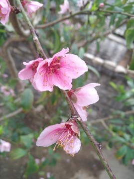 桃花