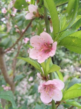 桃花