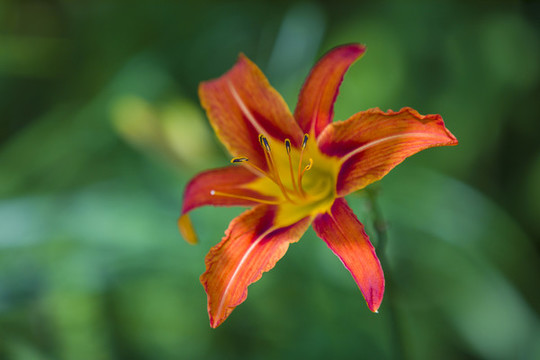 萱草花黃花菜