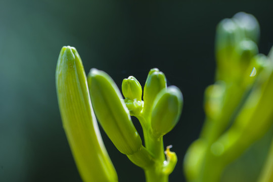萱草花黃花菜