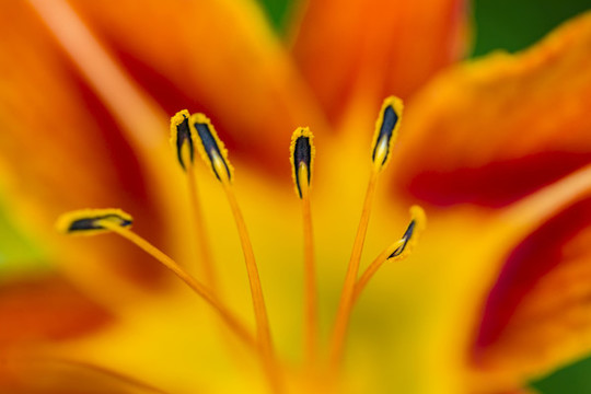 萱草花黃花菜