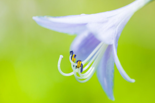 白玉簪花蕊