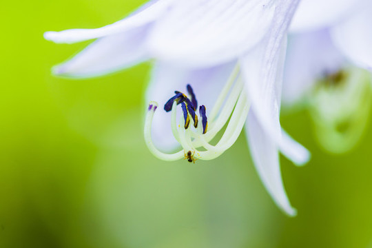 白玉簪花蕊