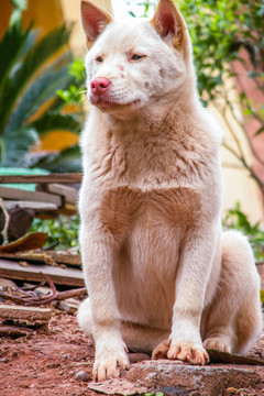 中華田園犬
