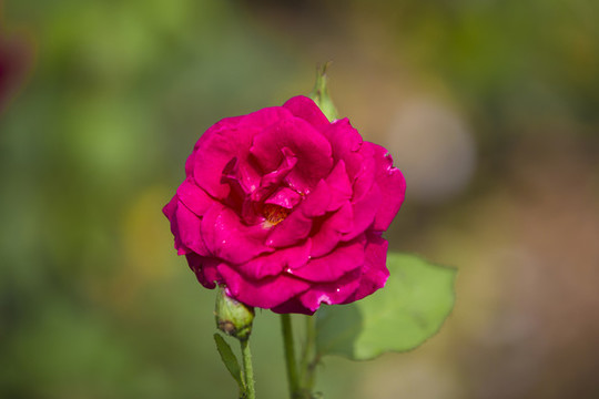 月季花