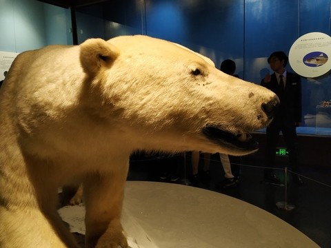 北極熊標(biāo)本