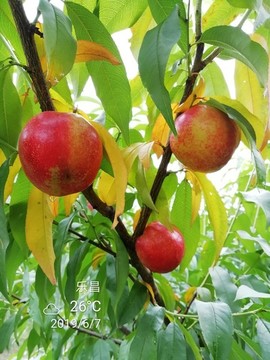 黃油桃