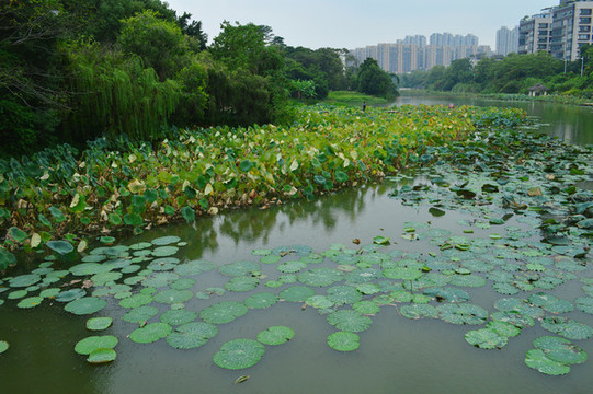 福州金山公園