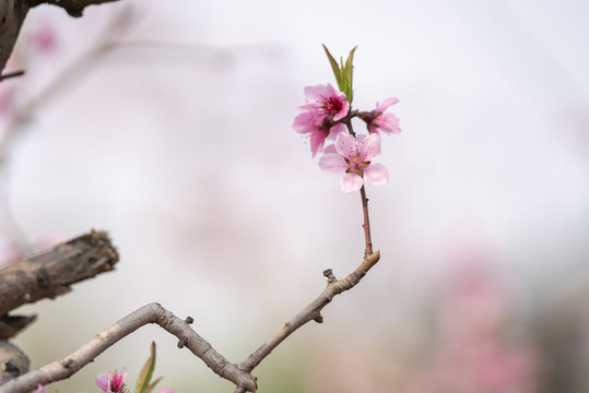 唯美桃花