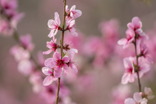 唯美桃花