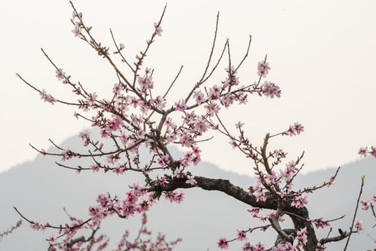 唯美桃花