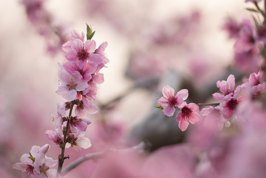 唯美桃花