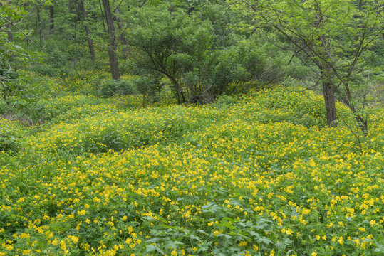槐樹林黃花