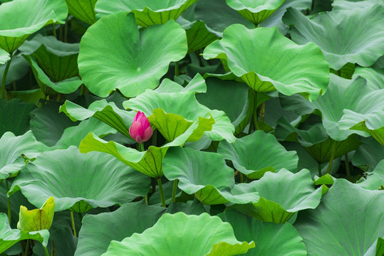 荷花池