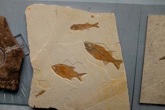 魚化石