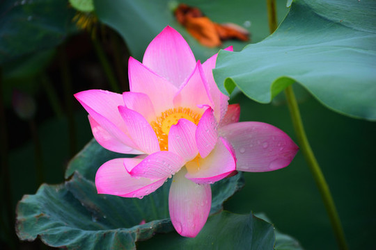 詩(shī)意荷花