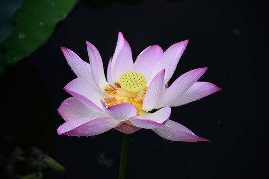 詩(shī)意荷花