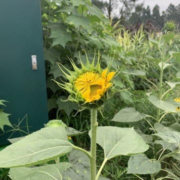 向日葵葵花植物圖片